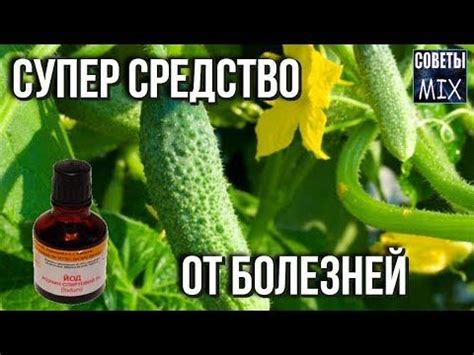 Обработка огурцов йодом и молоком. Рецепты для защиты, профилактики и ...