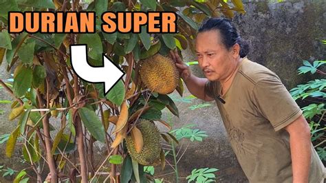 Durian Super Alias Durian Gondrong YouTube