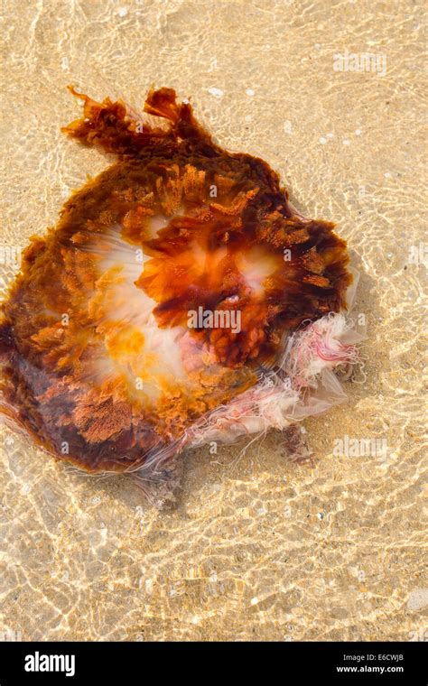 Lions Mane Jellyfish Cyanea Capillata Washed Ashore On A