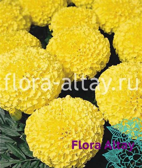 Бархатцы прямостоячие Yellow | Flora Altay