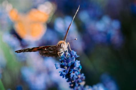 Jaki Obiektyw Wybra Do Fotografii Makro Wszystko Co Musisz Wiedzie