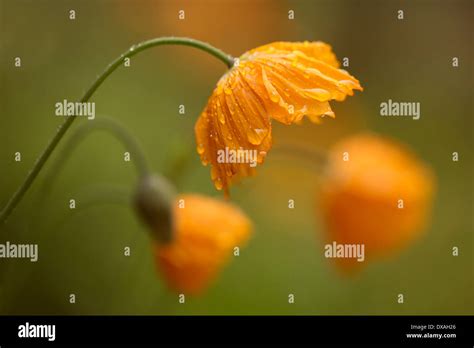 Iceland Poppy A Papaver Nudicaule Orange Coloured Flower Covered With