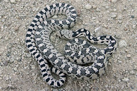 Great Basin Gophersnake Pituophis Catenifer Deserticola