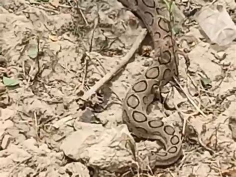 Python Snake Found In Madhuban Canal मधुबन में नहर में मिला अजगर