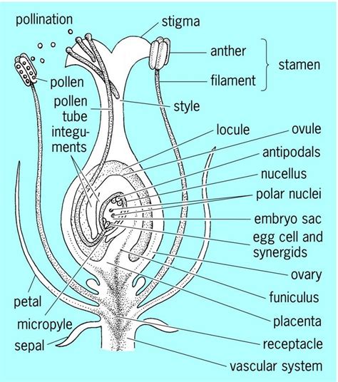 pin  gyxix  flower structure calyx flowers ovaries