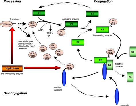 Ubiquitin And Ubiquitin Like Proteins In Protein Regulation