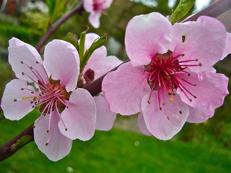 pin  mavis mcdonald  peach peach blossoms blooming trees trees  plant
