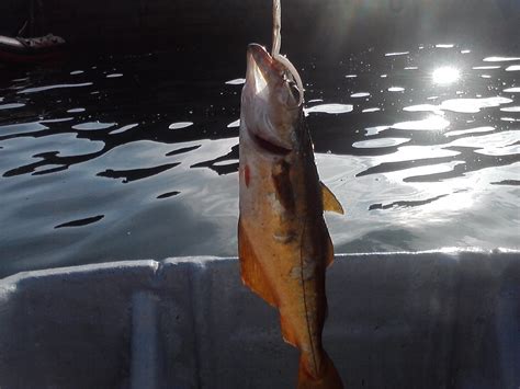 Pescadores De Asturias Pesca Del Abadejo A Espining