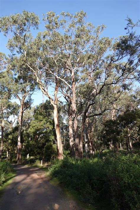 Koala Conservation Reserve Greiner Mu