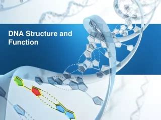 PPT - Structure and Function of DNA PowerPoint Presentation, free ...