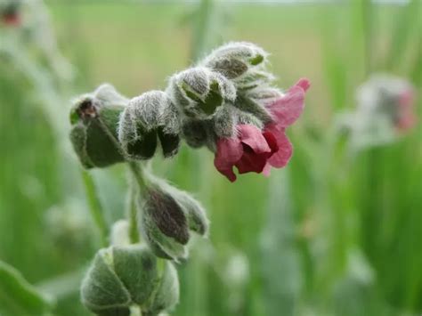 La Planta Lengua De Suegra Y Su Significado Espiritual Beneficios Y