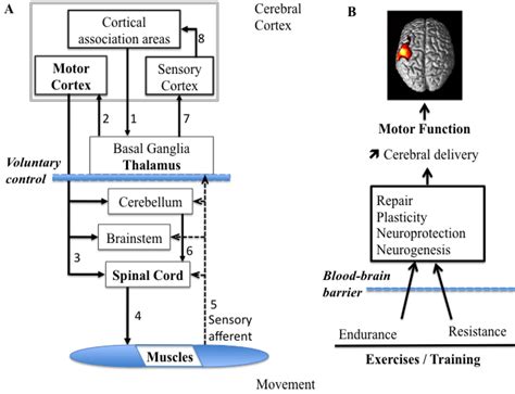 Brain Sciences Free Full Text Promoting Motor Function By Exercising The Brain