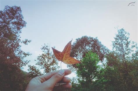 Premium Photo Cropped Image Of Hand Holding Tree