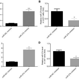 MiR 27b Mimic And Inhibitor Affect MiR 27b Expression Levels In A