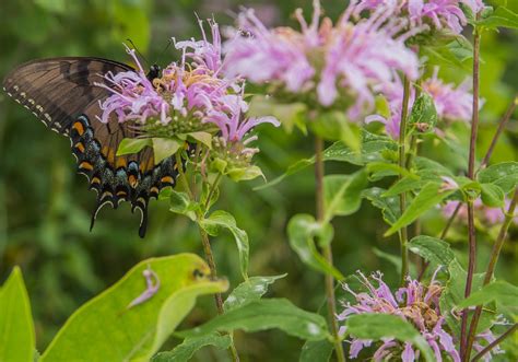 30 Plants and Flowers For The Perfect Butterfly Garden