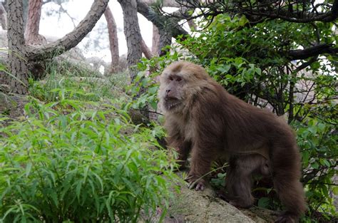 Tibetan Macaque, Macaca thibetana | New England Primate Conservancy