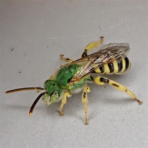 Agapostemon Texanus Texas Striped Sweat Bee 10000 Things Of The