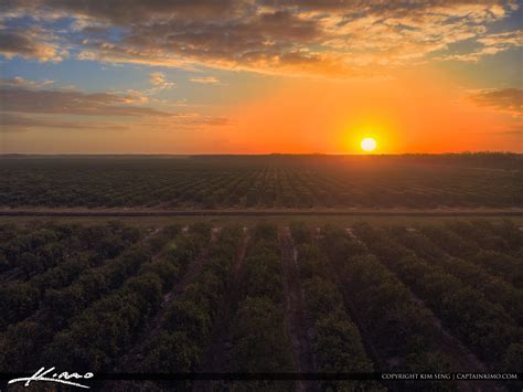 Clewiston Florida Sunrise Over Orange Grove | HDR Photography by ...