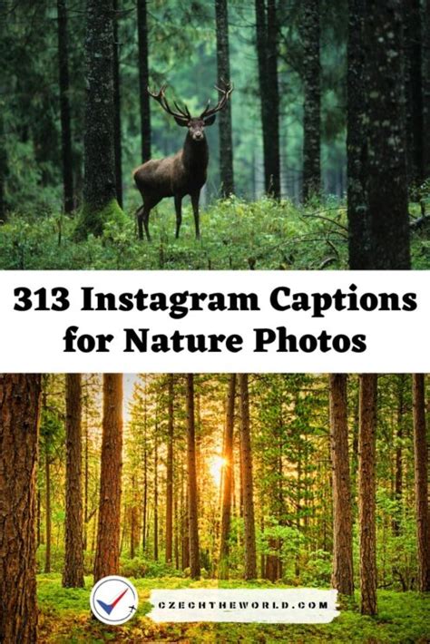 313 Best Instagram Captions For Nature Photos To Copy