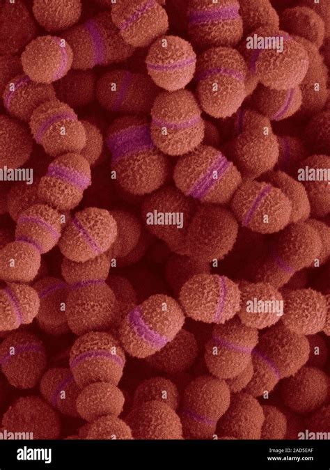 Coloured Scanning Electron Micrograph Sem Of Streptococcus Salivarius