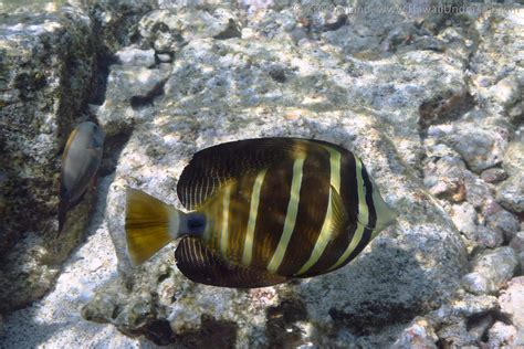 Sailfin Tang Zebrasoma Veliferum Dsc Kris Bruland