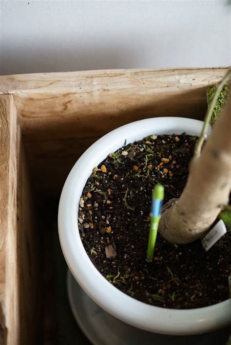 インテリアにも心にも抜群の効果 大型室内観葉植物をオシャレにする3つのコツ フラワーエデュケーションジャパン