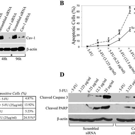 Knockdown Of Caveolin Protein Expression Sensitizes Hct Colon