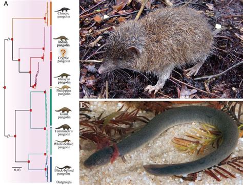 New Species Round-up for 2023, Part 1 — Tetrapod Zoology