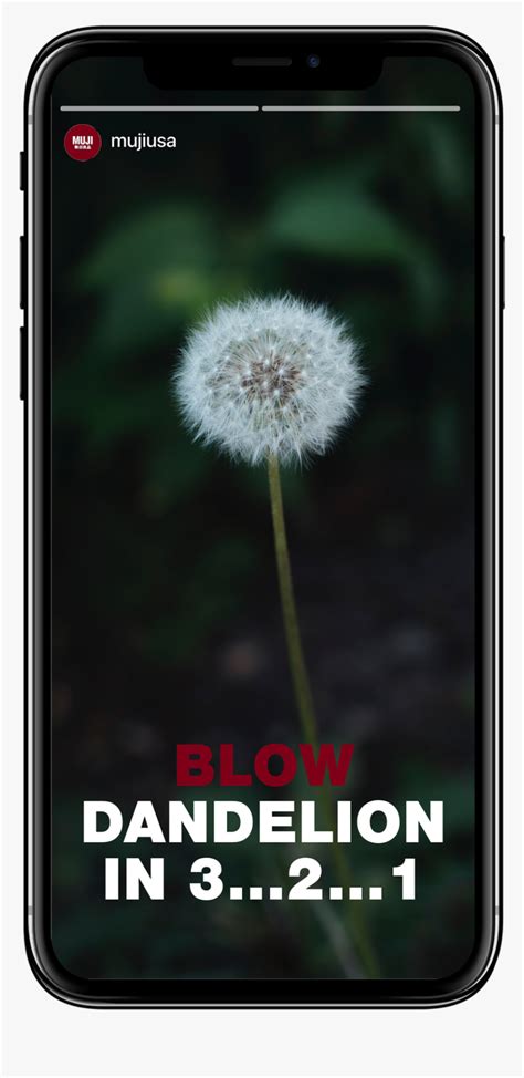 Dandelion - Smartphone, HD Png Download , Transparent Png Image - PNGitem