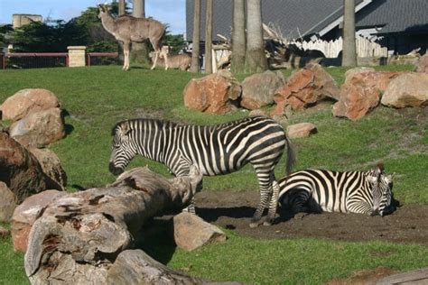 San Francisco Zoo Biglietti Orari Cosa Vedere E Come Raggiungerlo