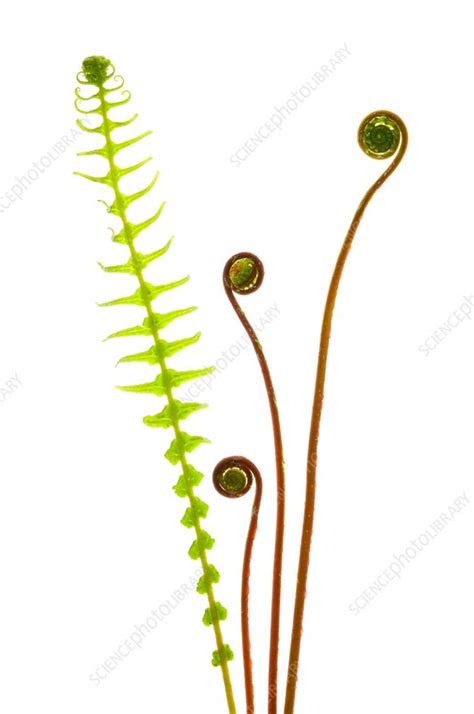 Hard Fern Fronds Stock Image C0116505 Science Photo Library