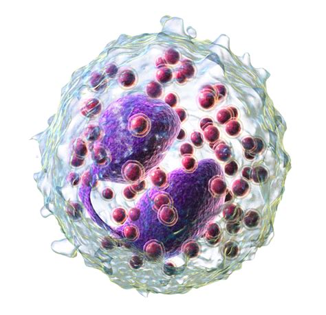 Difference Between Neutrophils Eosinophils And Basophils Structure