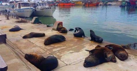 Aparecieron más de 50 lobos marinos muertos por gripe aviar en la