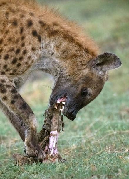 Hyenas Eating Stock Photos, Pictures & Royalty-Free Images - iStock