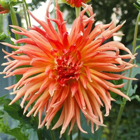 Big Dahlias Clara Huston Giant Dahlia Tubers