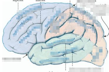 Biologische Psychologie 2 ZNS Diagram Quizlet