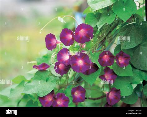 Flower with Vine Stock Photo - Alamy