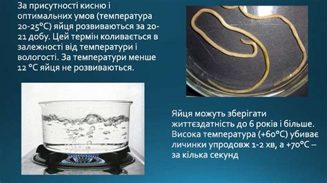 Аскаридоз. Аскарида людська - презентация онлайн