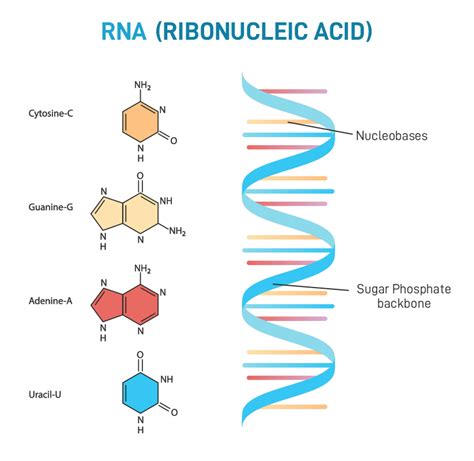 Rna Definition Structure Types And Functions 40 Off