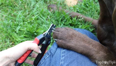 How To Cut Dogs Nails Correctly Step By Step Guide With Video And Pics