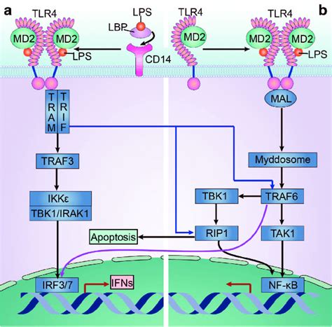 Myd Signaling Pathway