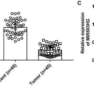 Mir Hg Expression Was Down Regulated In Ovarian Cancer Cells And