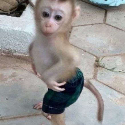 Pin By Jonathan On Salv Ri Rapide Cute Monkey Pictures Monkeys Funny