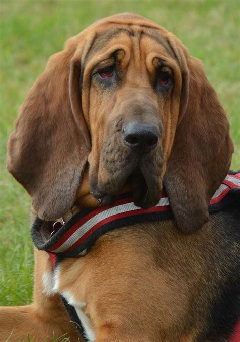 Meet The Iconic Bloodhound A Droopy Eyed Dog Breed