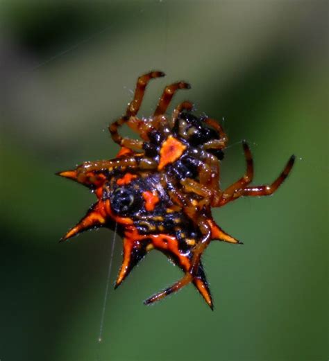 Spiny Orb Weaver Spider عنكبوت ذو القرون Whisper Photo