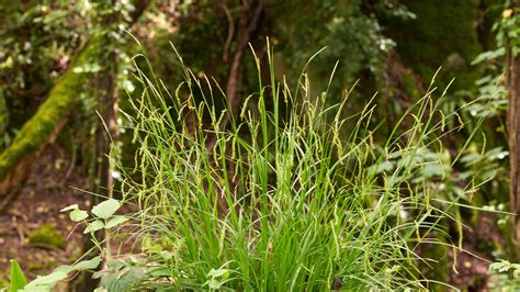 Rare starved wood-sedge rescued in Surrey