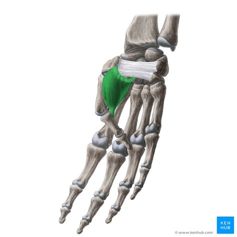 Flexor Pollicis Brevis Muscle