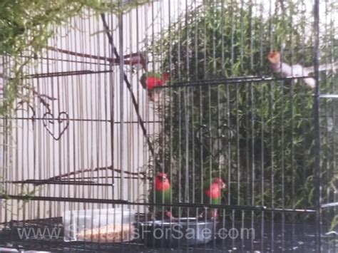 Red Headed Parrot Finches For Sale