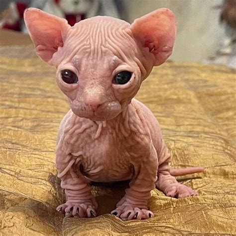 A Hairless Cat Sitting On Top Of A Bed