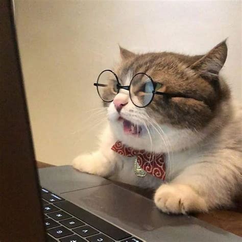 Funny Cute Cats, Cute Cats And Kittens, Cute Little Animals, Cute Funny ...